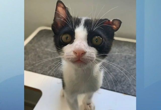 Imagem da noticia Gato fica ferido após ser colocado em micro-ondas por criança 