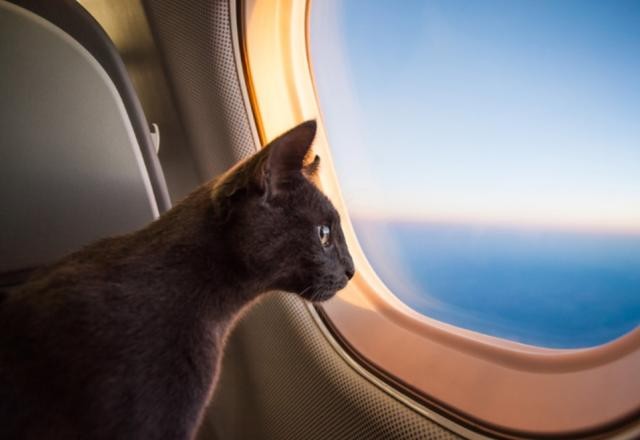 Imagem da noticia Ministério da Agricultura facilita entrada de pets vindos de Israel 