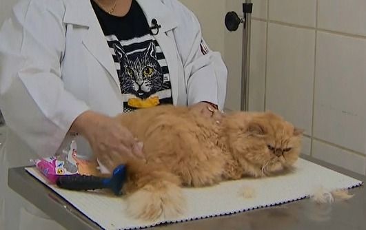 Imagem da noticia Banho em gatos: prática pode trazer riscos à saúde dos felinos