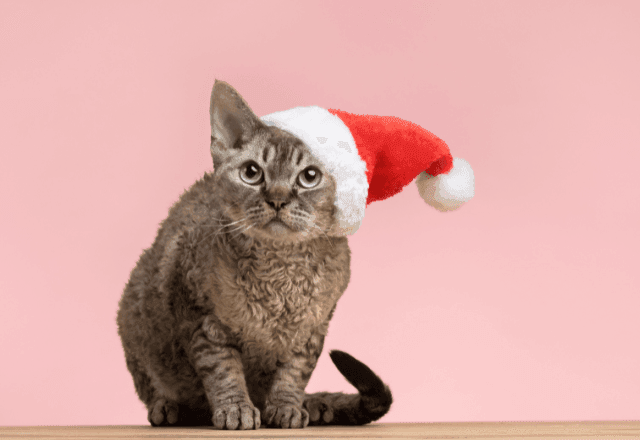 Imagem da noticia Veja cuidados para manter os pets seguros durante as festas de fim de ano