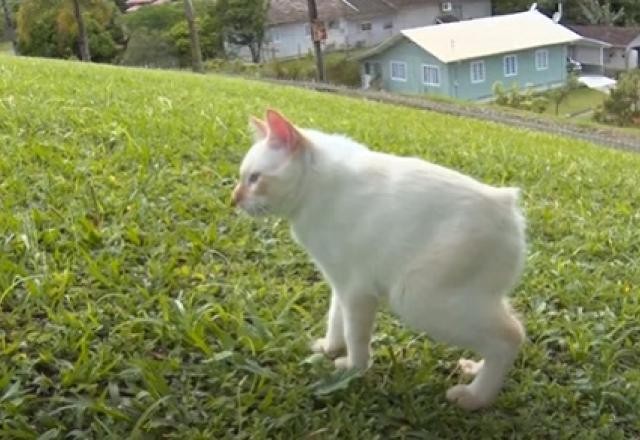 Imagem da noticia Gatoelho: conheça o bichinho que parece a mistura de gato com coelho