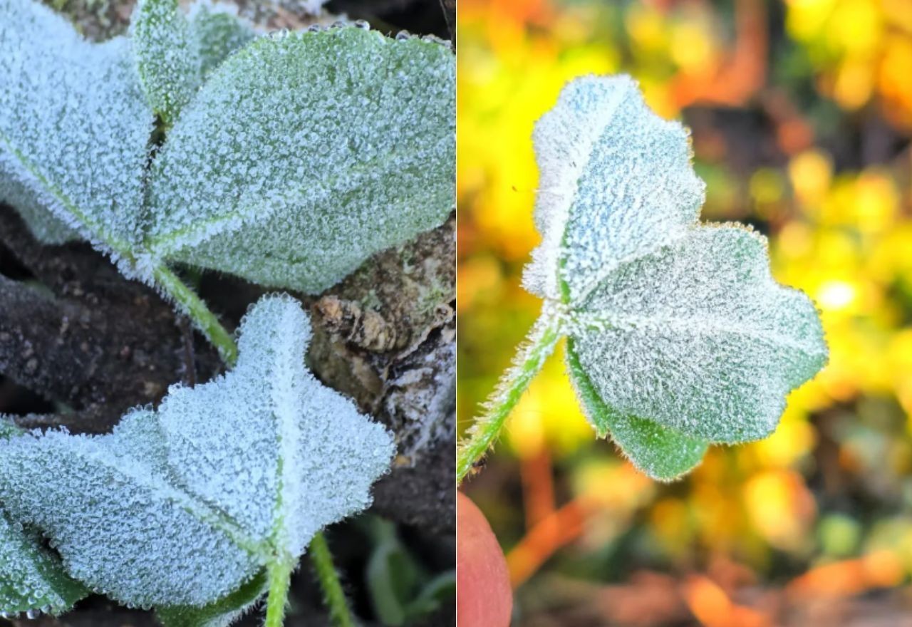 Imagem da noticia Cidades da Serra Catarinense registram temperaturas abaixo de zero e amanhecem com geada