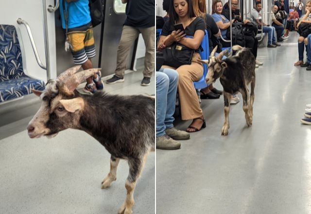 Bode é flagrado viajando em trem da CPTM na Grande SP