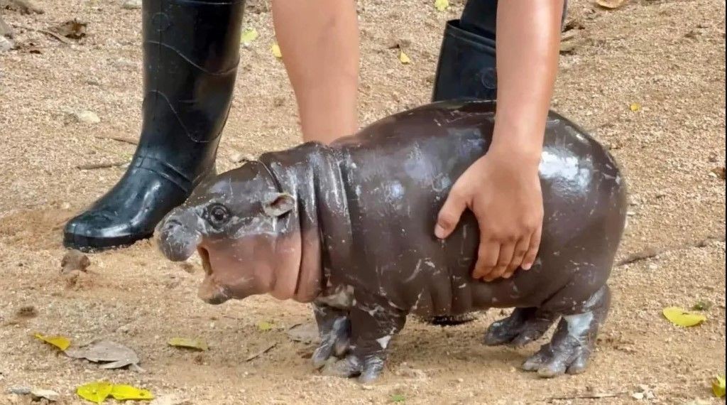 Imagem da noticia Hipopótamo pigmeu vira sensação na internet e atrai multidões em zoológico na Tailândia