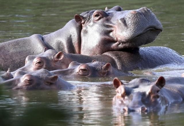 Imagem da noticia Colômbia começa a esterilizar hipopótamos descendentes de animais de Pablo Escobar