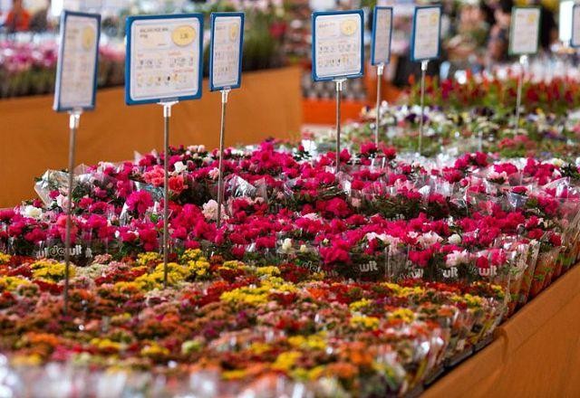 Imagem da noticia Expoflora: Holambra realiza maior festival de flores da América Latina