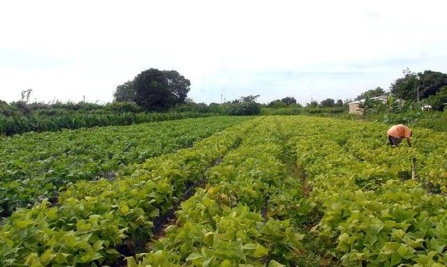 Imagem da noticia Agronegócio aposta no biodiesel para reduzir impacto ambiental