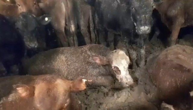 Imagem da noticia Navio com bois vivos exportados do Brasil é alvo de protestos na África do Sul