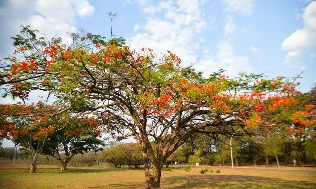 Primavera começa neste domingo com previsão de frio e chuva em várias regiões do Brasil