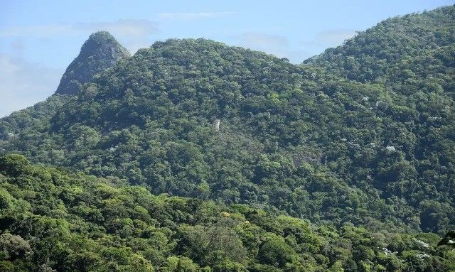 Imagem da noticia Mais de 200 campos de futebol foram desmatados por dia na Mata Atlântica de 2022 para 2023