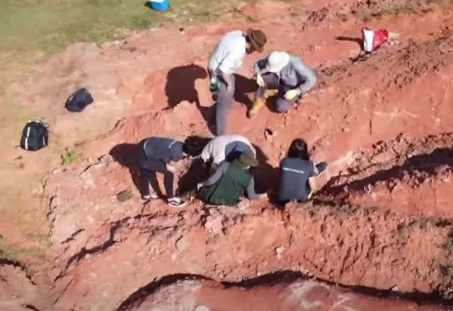 Imagem da noticia Fóssil de um anfíbio gigante, mais antigo que os dinossauros, é encontrado no RS