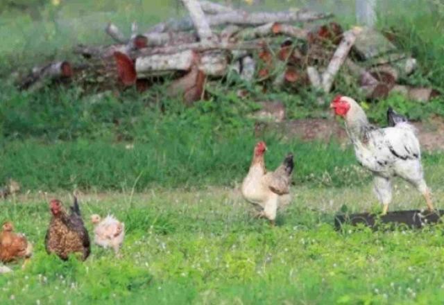 Imagem da noticia Gripe Aviária: Mato Grosso do Sul registra primeiro caso em aves de subsistência