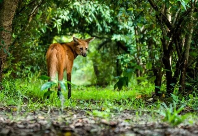 Imagem da noticia Biólogos comemoram nascimento de três filhotes de lobo-guará no cerrado da Bahia