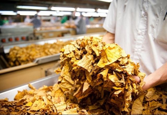 Imagem da noticia Produtores de tabaco ganham o dobro da média per capita brasileira, diz estudo