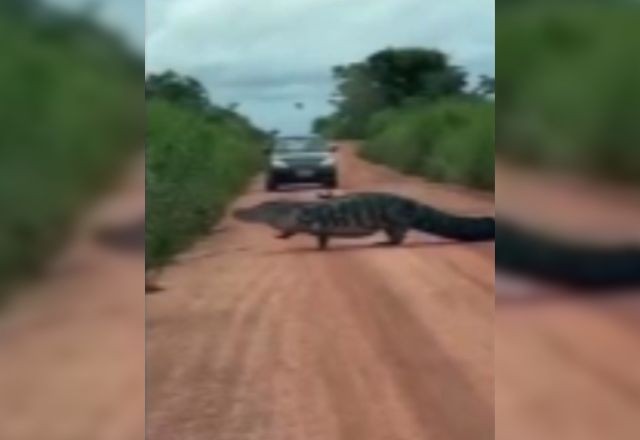 Vídeo: jacaré gigante para o trânsito em Tocantins