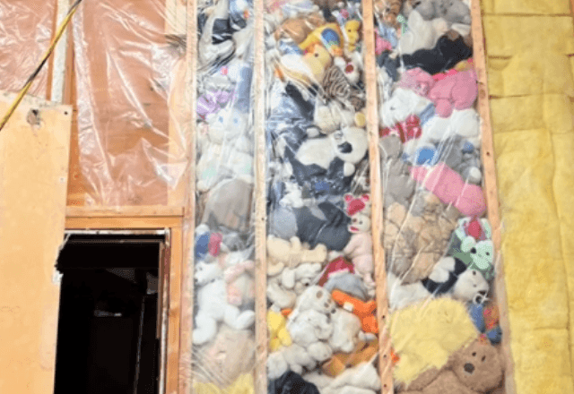 Imagem da noticia Homem encontra 115 bichos de pelúcia atrás de parede e começa a doá-los ao redor do mundo