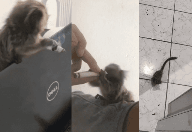 Imagem da noticia Homem é preso em flagrante por oferecer álcool e drogas a macaco sagui