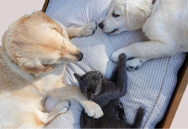 Imagem da noticia Projeto que põe presos para cuidar de cães e gatos é aprovado em conselho