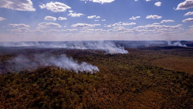 Imagem da noticia Vida selvagem na Terra diminui 73% em um período de 50 anos, diz WWF