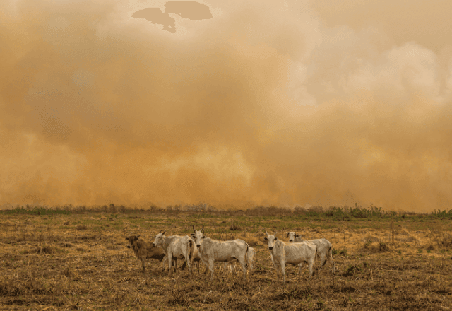 Imagem da noticia PF mira grupo por incêndios criminosos para criação de gado no Pantanal; prejuízo chega a R$ 220 milhões