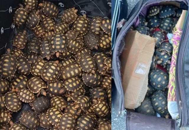 Imagem da noticia No RJ, homem é flagrado com 600 filhotes de jabuti em ônibus de viagem