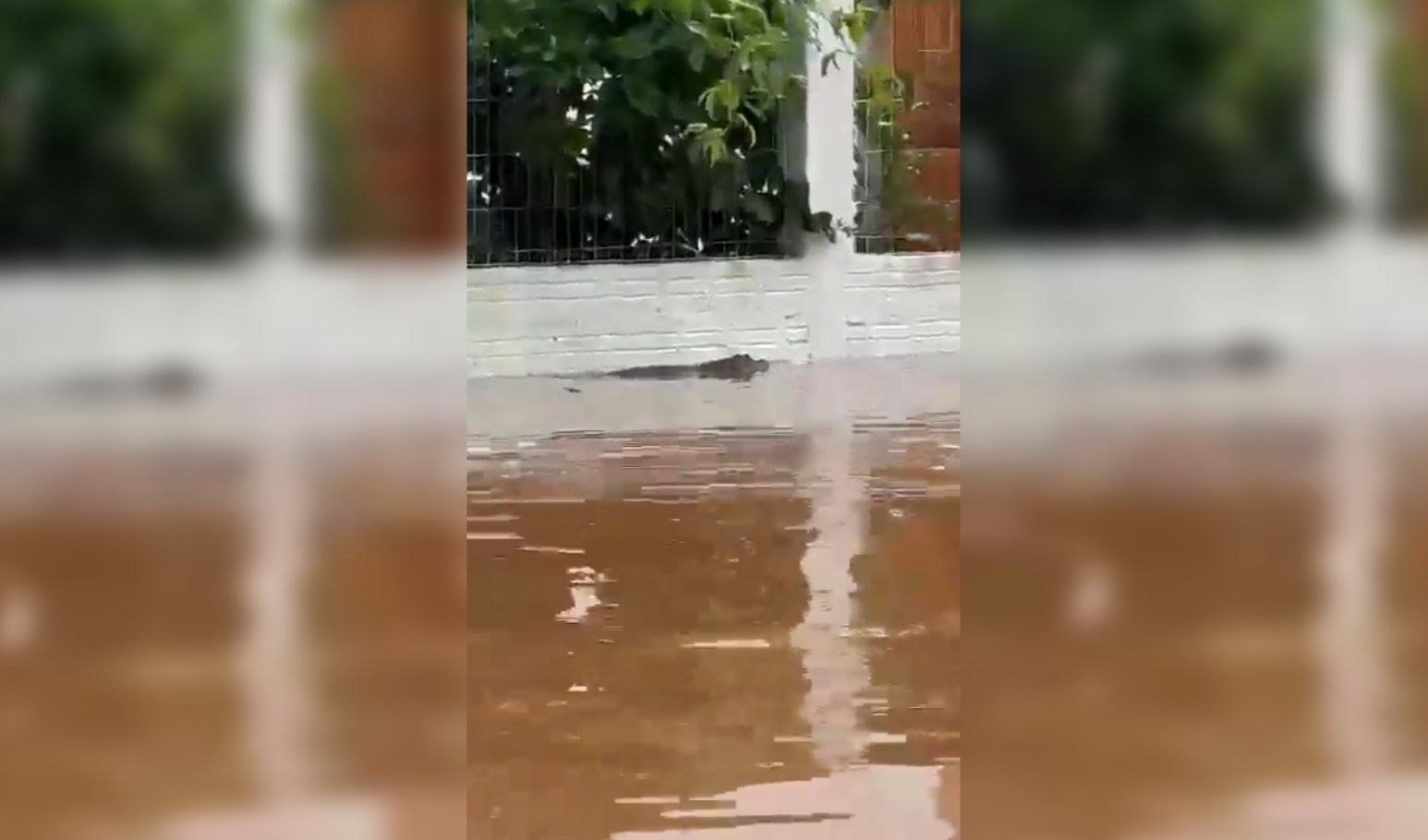 Imagem da noticia Jacaré é visto em avenida de Porto Alegre após enchente; assista