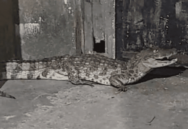 Imagem da noticia Moradores de comunidade no Rio registram "visita inusitada" de Jacaré em prédio