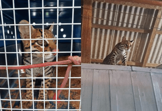 Imagem da noticia 'Jaguatirica tiktoker' é resgatada pelo Ibama de cativeiro no Pará