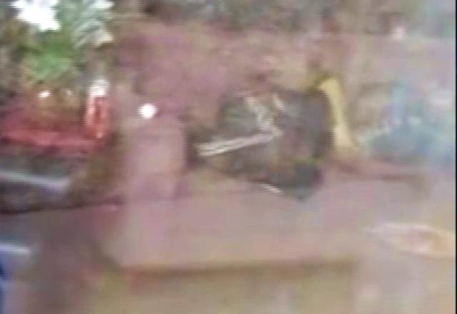 Imagem da noticia Vídeo: ladrão invade casa, almoça lasanha e suco e é preso após dormir