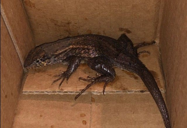 Imagem da noticia Mulher compra air fryer na Amazon e recebe lagarto de "presente"