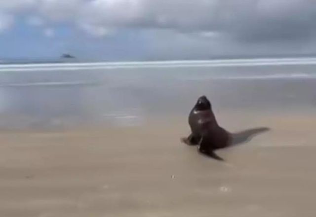 Imagem da noticia Leão-marinho é visto em praia do litoral de São Paulo