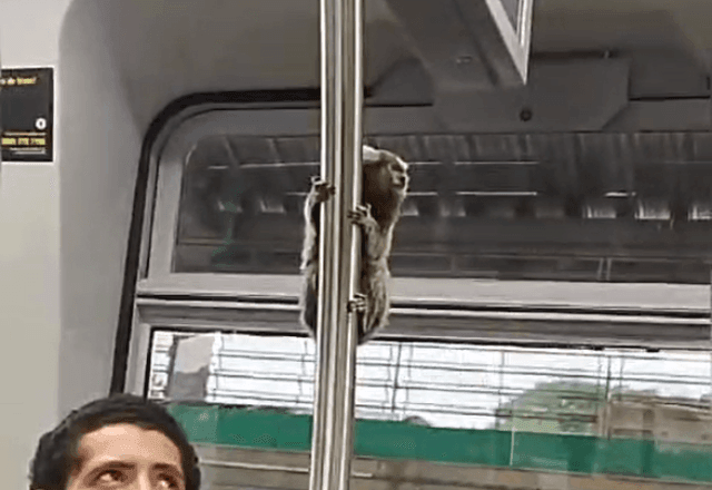 Imagem da noticia Passageiro inusitado: sagui é flagrado em trem de São Paulo