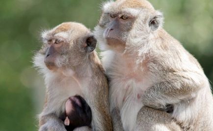 Imagem da noticia 43 macacos escapam de laboratório nos Estados Unidos