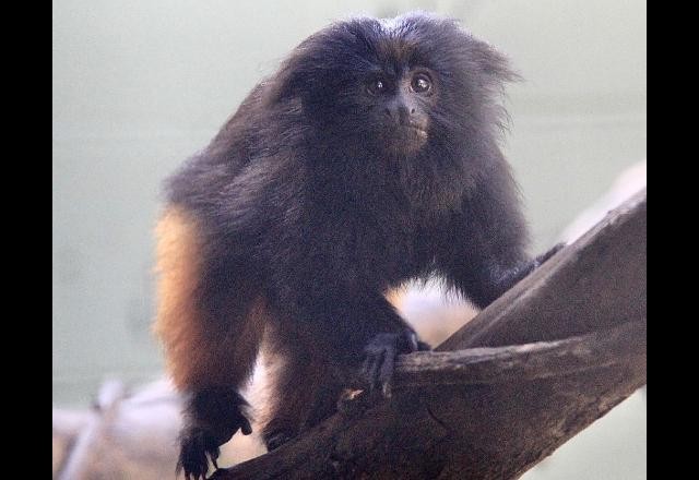 Imagem da noticia Zoo de SP abre votação para nome de filhote de mico-leão-preto