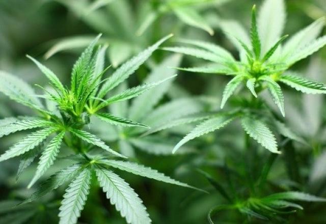 Imagem da noticia Governo de SP regulamenta fornecimento de cannabis medicinal pelo SUS no estado 