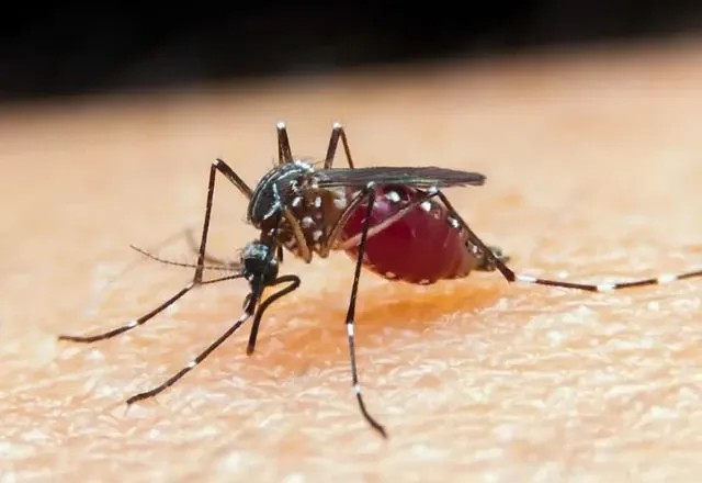 Imagem da noticia Malária é detectada em meio a surto de doença misteriosa que vem causando mortes no Congo