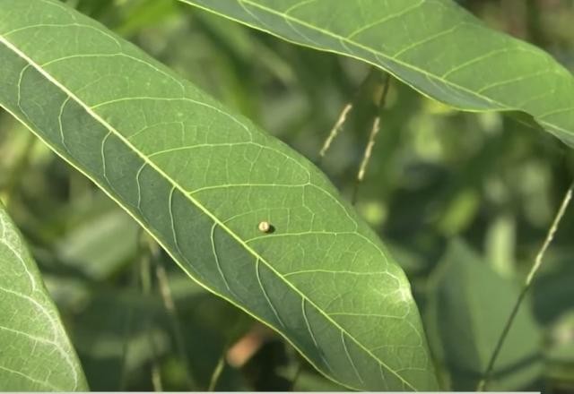 Imagem da noticia Plantações de mandioca no Acre enfrentam ameaça de praga
