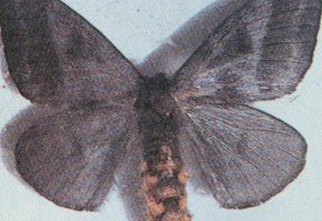 Imagem da noticia Surto de lesões acompanhadas de coceira em PE foi causado por mariposas