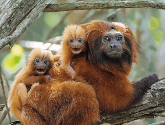 Imagem da noticia PF faz operação contra tráfico internacional de animais e cumpre prisões em cinco estados