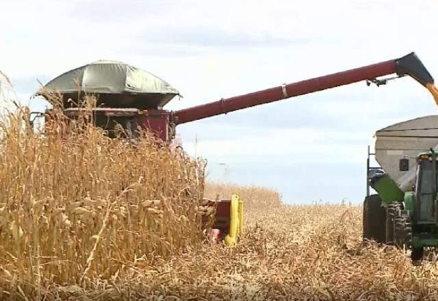 Imagem da noticia Mesmo com produção recorde, produtores de grãos tiveram lucro menor na safra 2022/2023