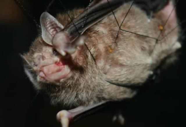 Imagem da noticia Morcegos-vampiros atacam pessoas e animais no Arquipélago do Marajó