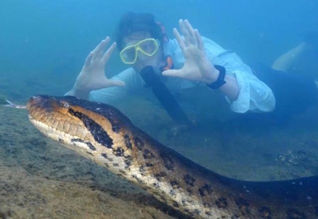 Sucuri “Ana Júlia” morreu de causas naturais, diz laudo 