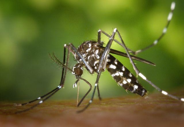Imagem da noticia Vacinação contra a dengue não será em massa em 2025