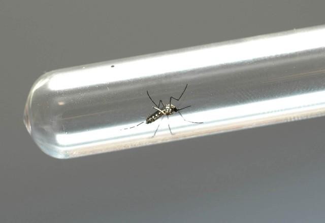 Imagem da noticia Brasil tem mais de 1 milhão de casos confirmados de dengue