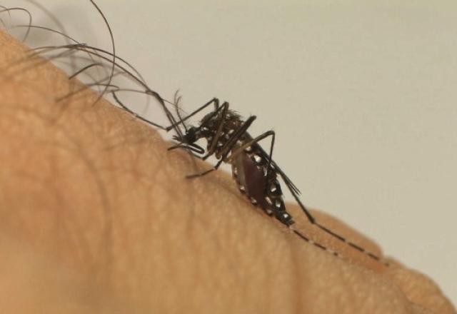 Brasil registra cerca de 218 mil casos prováveis de dengue em 2024; 15 pessoas morreram