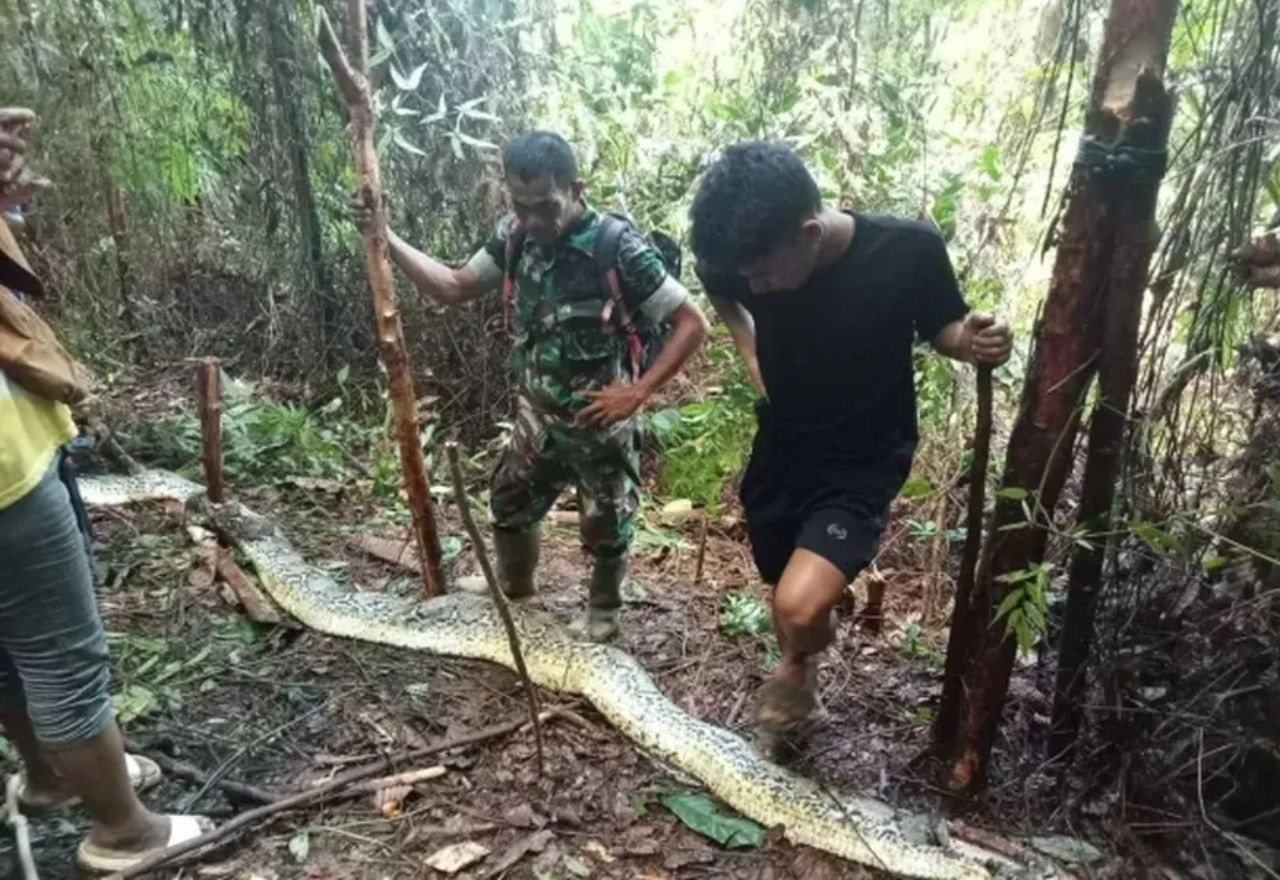 Imagem da noticia VÍDEO: Outra mulher é encontrada morta dentro de cobra píton na Indonésia