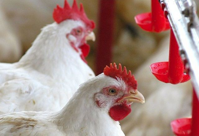 Imagem da noticia Ministério da Agricultura descarta três casos suspeitos de doença de Newcastle no RS