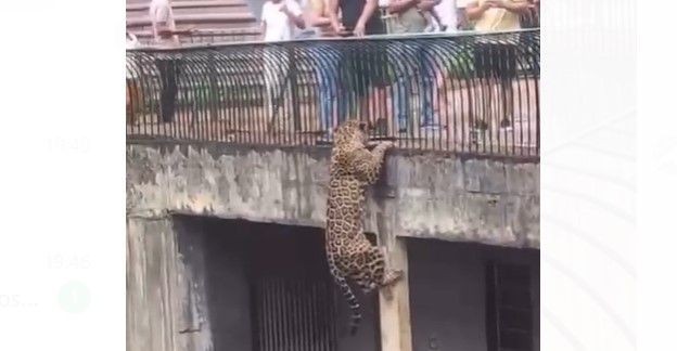 Imagem da noticia Onça-pintada escala parede e assusta visitantes do Zoológico de Brasília; vídeo