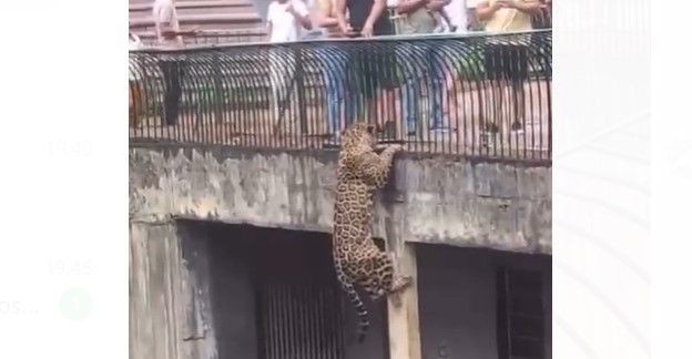 Onça-pintada escala parede e assusta visitantes do Zoológico de Brasília; vídeo