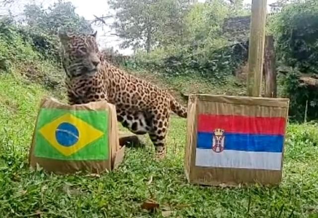 Imagem da noticia Animais "profetizam" resultados de jogos da Copa do Mundo
